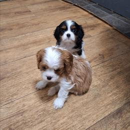 You name - Blenheim male Cavalier King Charles Spaniel puppy in Holbrook, New York from Merimaur Goldens and Cavaliers