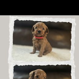 Cherry Pie - Red  female Goldendoodle puppy in Newdale, Idaho from Canyon Creek Puppies