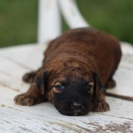 Preston - Wheaten male Whoodle puppy in West Bend, Iowa from Blue Skies Terriers