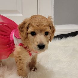 Poodle Puppies from Simply Standard Poodles