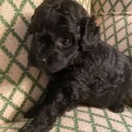 PUPPY - Black male Poodle puppy in Point Pleasant Beach, New Jersey from Black Mountain Toy Poodles