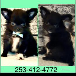 Boy 1 - Black male Chihuahua puppy in Red Bluff, California from Aye Chihuahua