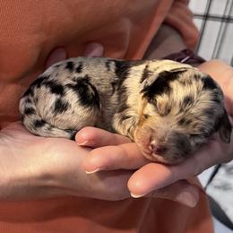 Pepper - Blue merle female Aussiedoodle puppy in Nottingham, Pennsylvania from Nottingham Aussiedoodles