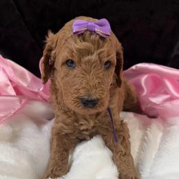 Purple girl - Apricot female Poodle puppy in Bowling Green, Kentucky from Ritzy Red Poodles