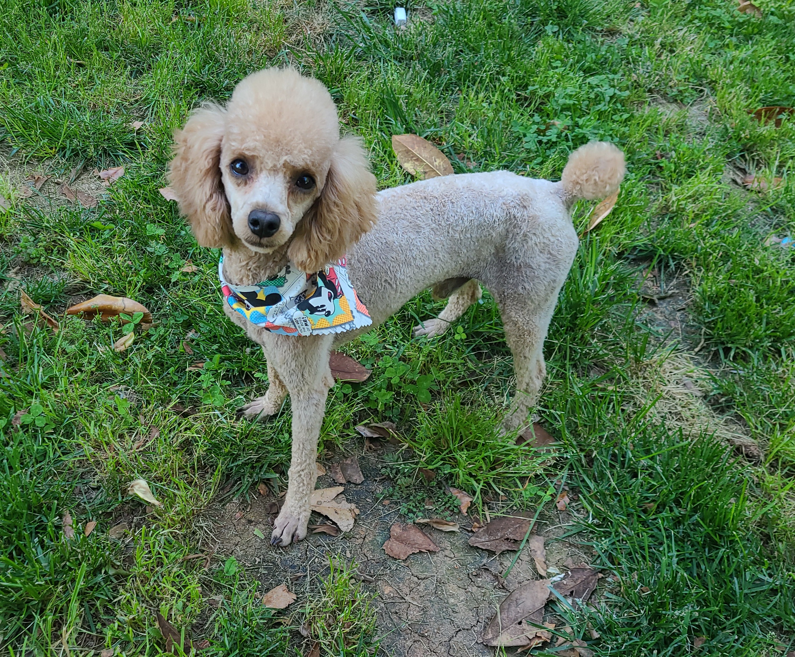 Niko - Poodle
