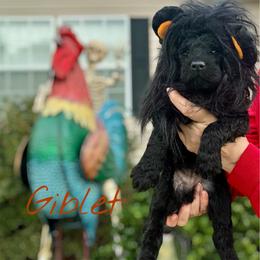 Giblet - Black male Goldendoodle puppy in Mocksville, North Carolina from Little Bear Doodles