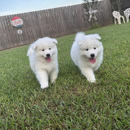 Samoyed Puppies from Southern Roux Samoyeds