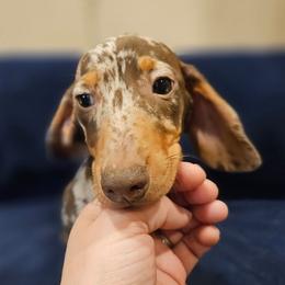 Indy - Dapple male Dachshund puppy in Tower City, Pennsylvania from Stoney Mountain Mini Doxies