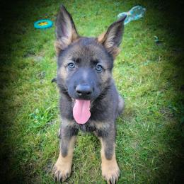 German Shepherd and Pembroke Welsh Corgi Puppies from J&R Shepherds & Corgis