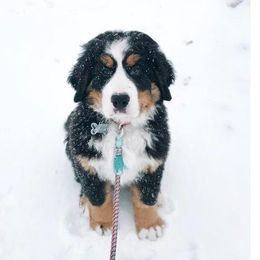 Bernese Mountain Dog Puppies from Stick House Bernese