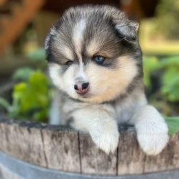 Lucy (I love Lucy theme) - Silver female Pomsky puppy in Rathdrum, Idaho from Smart Pomskies and Frenchies