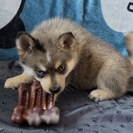 Smoke - Chocolate male Pomsky puppy in Omaha, Nebraska from Wolfpack Pomskies