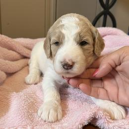 Lisa - Parti female Poodle puppy in Washington, Pennsylvania from Patriotic Poodles