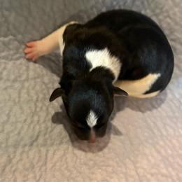Beryl - Black white and tan male Rat Terrier puppy in Savoy, Texas from Rockin EZ Rat Terriers