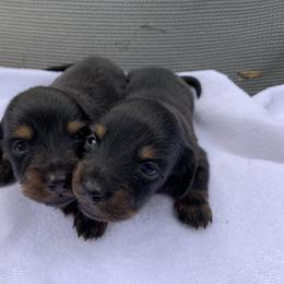 Dachshund Puppies from L & A Dachshunds