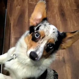 Winnie - American Corgi