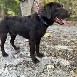 Charlie - Labrador Retriever