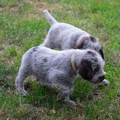 Spinoni Italiani from Quattro Zampe