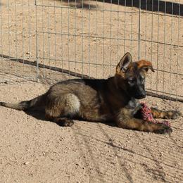 Violet Girl 3 - Sable female German Shepherd puppy in Lake George, Colorado from High Country German Shepherds