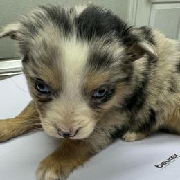 Berry - Blue merle female Toy Australian Shepherd puppy in Morganfield, Kentucky from 4T Toy and Mini Australian Shepherds