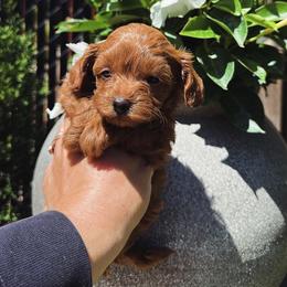 Rocky - Red  male Poodle puppy in Gresham, Oregon from Gresham puppies