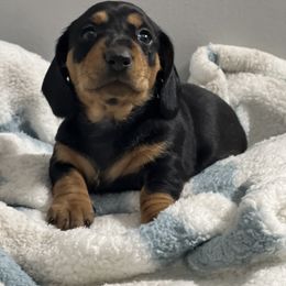 Dachshund Puppies from Dachshund world
