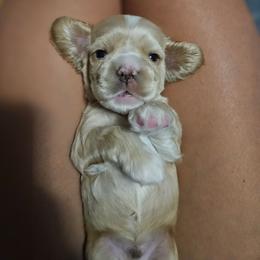 Frank - Buff male Cocker Spaniel puppy in Marshfield, Wisconsin from Gingerale Cockers and Cockapoos