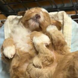Penelope - Apricot female Maltipoo puppy in Lawrenceburg, Tennessee from LUV Poodles and Maltipoos