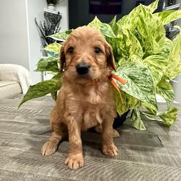 Orange - Red  female Goldendoodle puppy in Bakersfield, California from Lavish Doodles