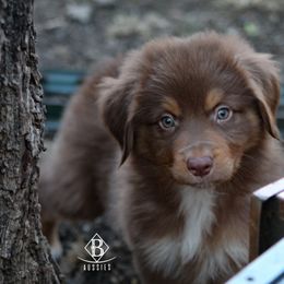 Australian Shepherd Puppies from Rocking Diamond B Aussies