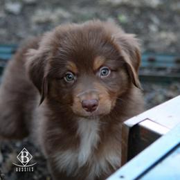 Australian Shepherd Puppies from Rocking Diamond B Aussies