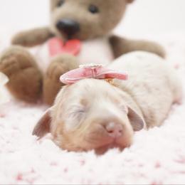 Rose' - Dapple female Dachshund puppy in Big Rapids, Michigan from 30 Acre Woods Dachshunds
