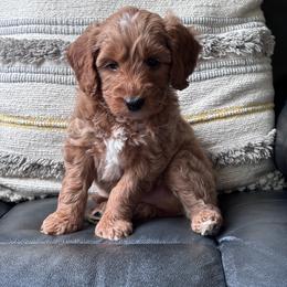 Jax (Black collar boy) - Apricot male Goldendoodle puppy in Skamokawa, Washington from East Valley Pups