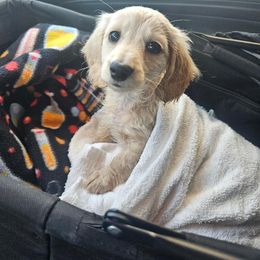 Dachshund Puppies from Pampered in Paradise miniature dachshunds