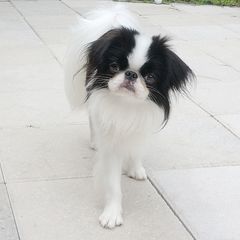 TOLIK - Japanese Chin
