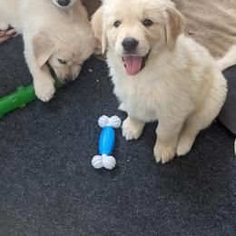 Golden Retriever Puppies from Sandy's Golden Pups