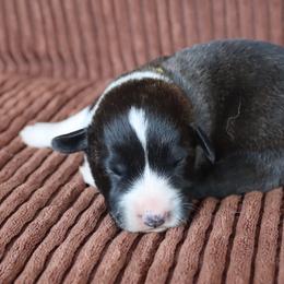 Buttercup - Brindle and white female Cardigan Welsh Corgi puppy in Livermore, Colorado from Rowe Family