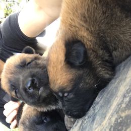 Belgian Malinois Puppies from Malinois v Cloven Hoof
