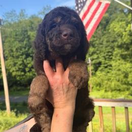 Larry - Phantom male Goldendoodle puppy in Prosperity, Pennsylvania from Stelladoodles & Company