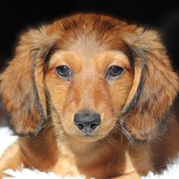 Helen - Red female Dachshund puppy in Azle, Texas from American Dachshunds