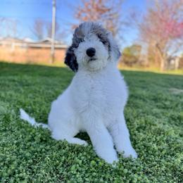 Quartz - Blue merle and white female Sheepadoodle puppy in Tahlequah, Oklahoma from Mulberry Ridge Doodles