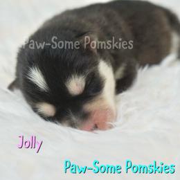 Jolly - Black and white female Pomsky puppy in Krum, Texas from Paw-Some Pomskies