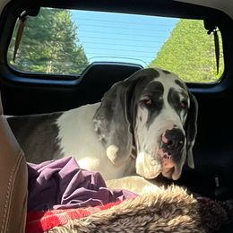 Dallas - Great Dane