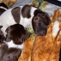 German Shorthaired Pointer Puppies from Emily's GSPs