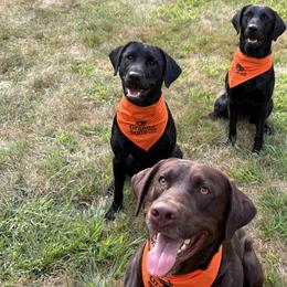 Labrador Retrievers from Dawn's Labrador Retrievers