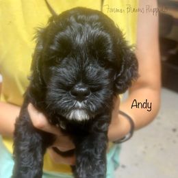 Andy - Black and tan male Schnoodle puppy in Sedalia, Missouri from Farmer Brown's Puppies
