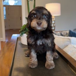 Australian Labradoodle Puppies from Berrybrook Doodles