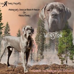 Winston - Great Dane
