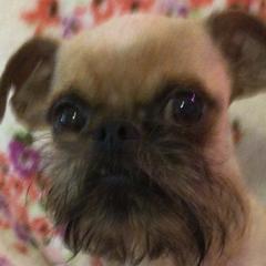 Wowza - Brussels Griffon