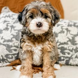 Aussiedoodles, Australian Mountain Doodles, Bernedoodles, and Poodles from Steindoodles